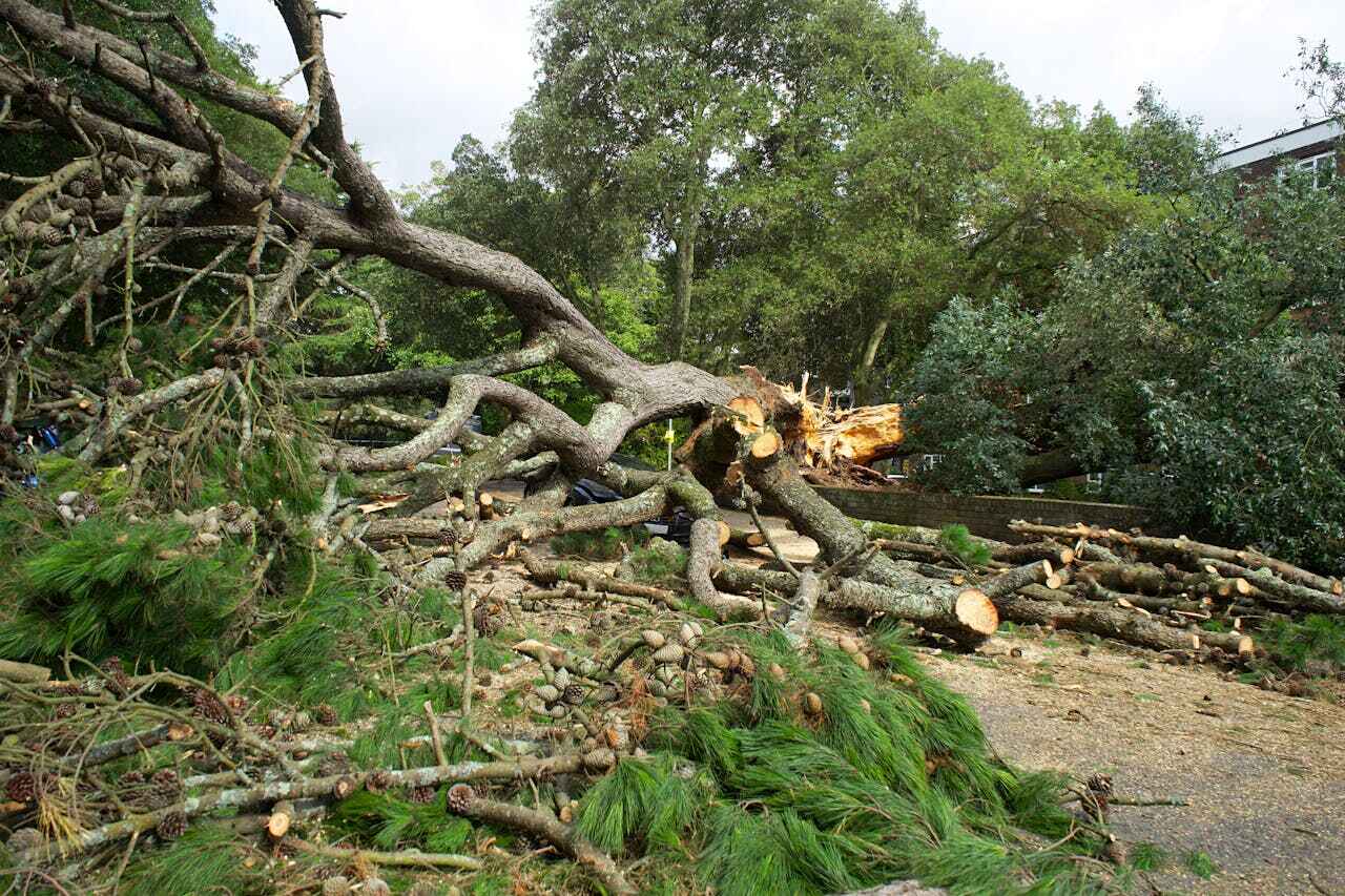 Best Stump Grinding Near Me  in Emory, TX